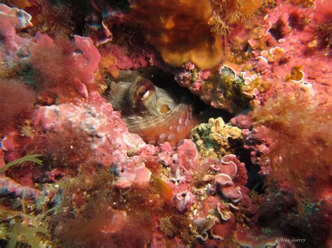 coelacanthe valence|Cœlacanthe Plongée – Club de plongée de Valence (26).